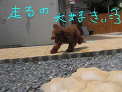 今日のトリミング～～