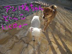 お泊りワンコの朝～～＾＾