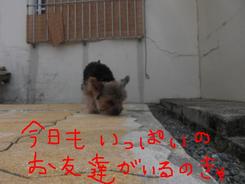 マリンちゃんとハナちゃんのトリミングっ＾＾