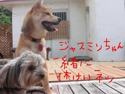 今日のお泊りワンコの午後～～
