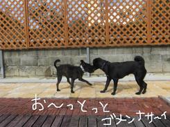 今日のお泊りワンコの午後～～