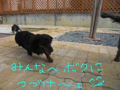 今日のお泊りワンコの午後～～