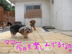 今日のお泊りワンコの午後～～