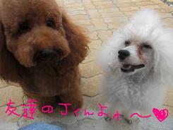 ここあちゃんのトリミング～~