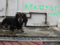 ダックスDay???