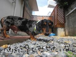 ダックスDay???