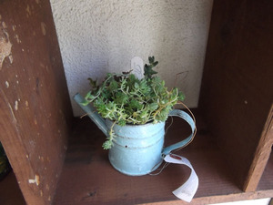 多肉寄せ植え