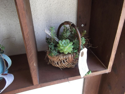 多肉寄せ植え