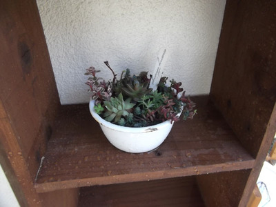 多肉寄せ植え