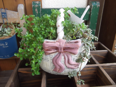 グリーン入荷