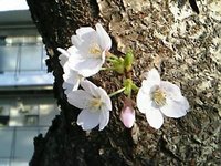 花見はお預け 2005/05/20 14:54:25
