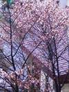 桜咲く、桜散る 2005/05/07 13:46:51