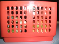 お弁当（＠＾－＾＠）♪ 2008/10/07 08:20:00