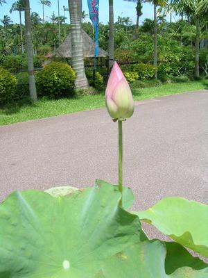 暑かったさ～（＞。＜；）