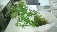 頂きました。。。 2010/09/10 10:14:54