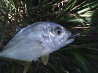 ナノメッキを釣ろう！ 2011/09/16 12:00:00