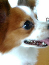 チャイチャイ 2008/07/03 16:13:12