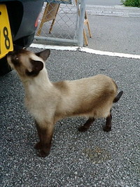 いらっしゃいませ 2008/09/02 17:46:28