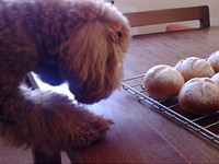 やらせなし 2008/11/18 11:54:21