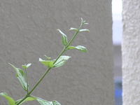 アセロラさん 2008/07/27 12:56:35