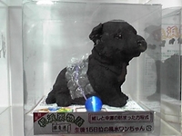 どっち派？