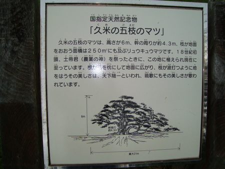 久米島レポート