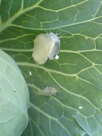 畑で発見 2010/04/10 14:31:27