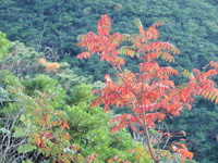 写真ブログでもやってみます 2009/01/22 18:33:44