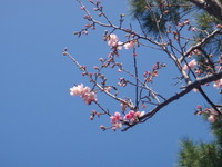 サクラサク♪ 2010/01/27 17:44:30