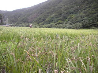 夏の実り