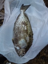 伊計島 釣果 2011/05/13 16:53:47