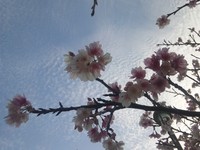 桜祭り