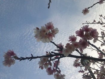 桜祭り