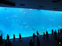 美ら海水族館