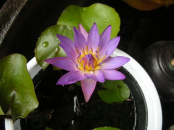 蓮の花