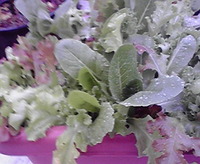 葉野菜