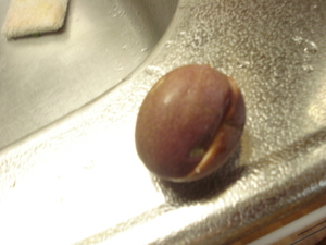 新種発見か！？