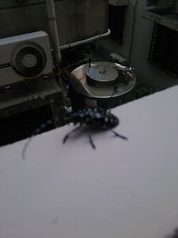 カミキリ虫… 2015/05/07 17:12:44