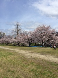 花道 2016/04/03 20:03:29