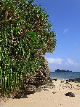 やちむん屋 太朗窯です 平野海岸でビーチコーミング