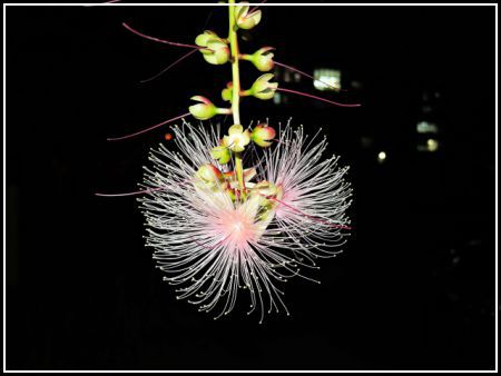チーム パニパニ 夜に咲く花