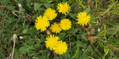 Teaｰroseの小さな花のある暮らし