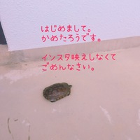 はじめまして。映えなくてすみません。 2018/07/21 11:04:02