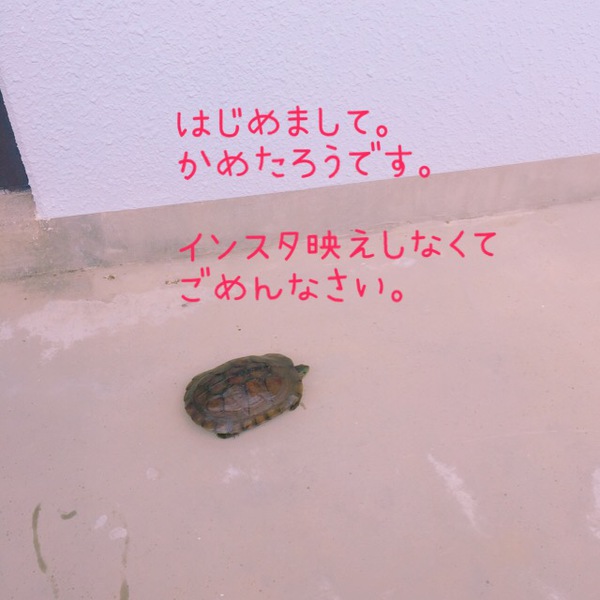 はじめまして。映えなくてすみません。