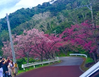 八重岳の桜と沖縄そば in きしもと食堂八重岳店 2020/01/25 16:31:10