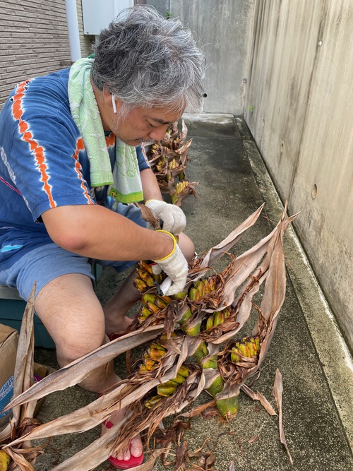 自然のが作り出す奇跡「旅人の木の種の花」をデザイン