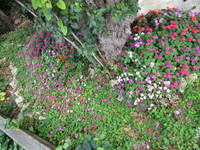 寄せ植え