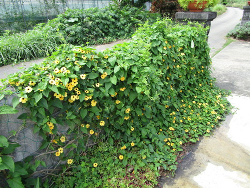寄せ植え