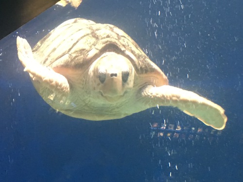 8/1 Birch aquarium & U SS mgdway!