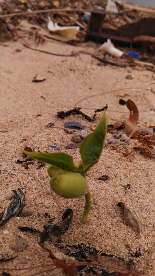 砂浜の命